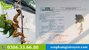 nhung-luu-y-trong-che-bien-va-su-dung-sam-ngoc-linh