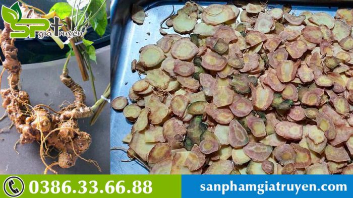 nhung-luu-y-trong-che-bien-va-su-dung-sam-ngoc-linh