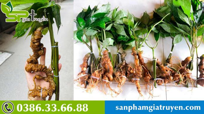 nhung-luu-y-trong-che-bien-va-su-dung-sam-ngoc-linh