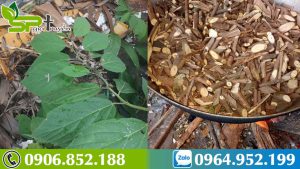 Mách bạn 4 đặc điểm giúp nhận biết cây An Xoa thật chất lượng yên tâm điều trị bệnh gan