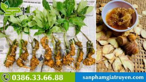 sam-ngoc-linh-tang-cuong-suc-de-khang-phong-chong-dich-covid-19