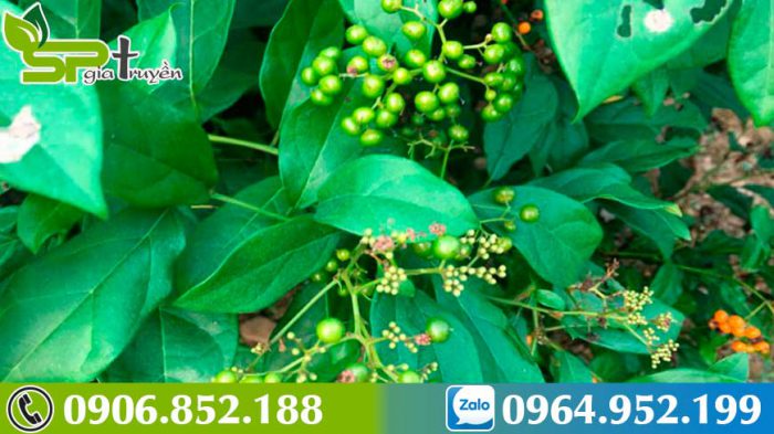 xa-den-giai-phap-cho-benh-nhan-mac-u-xo-co-tu-cung-23jpg