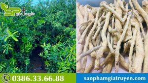 kham-pha-tac-dung-cua-xao-tam-phan-doi-voi-suc-khoe