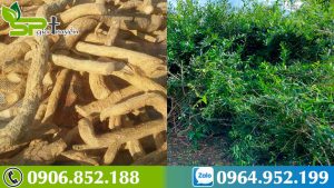 thuc-hu-loi-don-thoi-xao-tam-phan-co-chua-duoc-ung-thu-khong