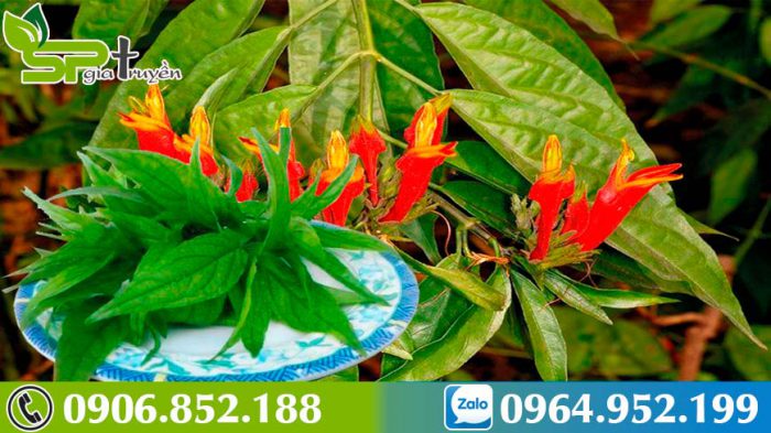 xoa-dieu-con-dau-xuong-khop-voi-cay-bim-bip