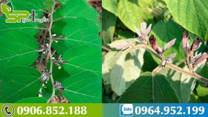 ban-da-biet-cong-dung-cua-cay-an-xoa