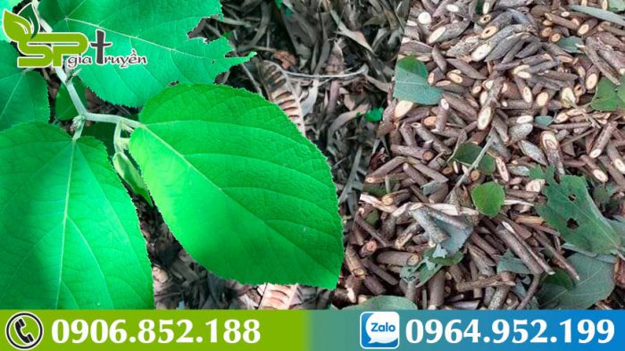 ban-da-biet-cong-dung-cua-cay-an-xoa