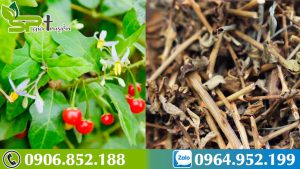 ca-gai-leo-duoc-thao-bao-ve-la-gan