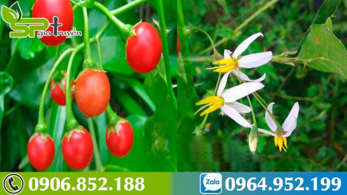 ca-gai-leo-duoc-thao-bao-ve-la-gan