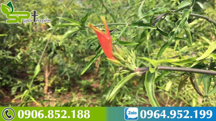 cach-chua-nhiet-mieng-dung-cay-bim-bip-xua-tan-noi-locach-chua-nhiet-mieng-dung-cay-bim-bip-xua-tan-noi-lo