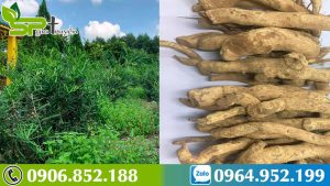 cach-dung-xao-tam-phan-ho-tro-tieu-diet-5-dong-ung-thu