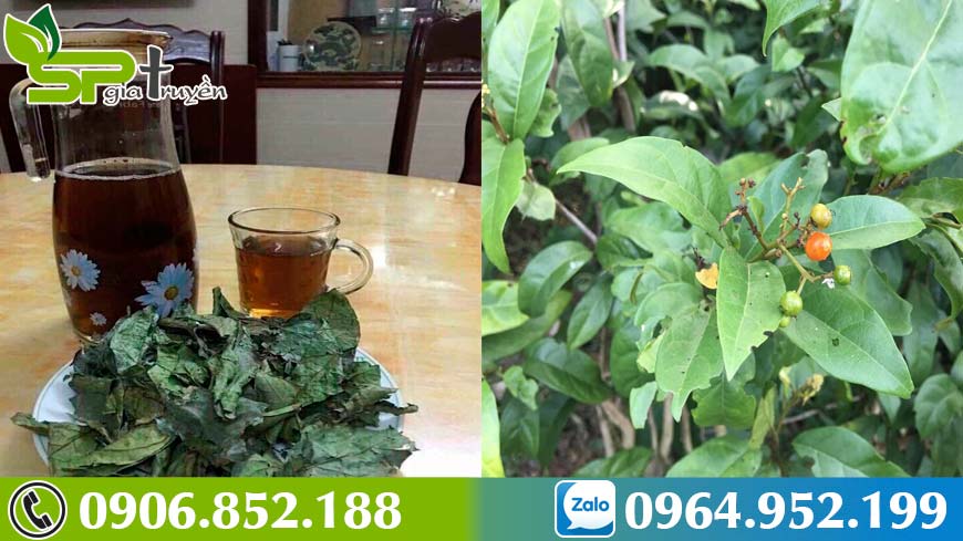 cay-co-tri-ung-thu-co-thuc-cay-xa-den