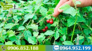 cay-dai-lai-hoa-than-duoc-ca-gai-leo