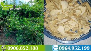 cay-thuoc-ho-tro-dieu-tri-ung-thu-ac-tinh-xao-tam-phan