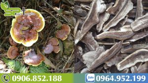 cong-dung-chua-benh-bat-ngo-cua-nam-lim-xanh