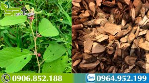 dung-thuoc-nam-cay-an-xoa-chua-ung-thu-co-nguy-hiem