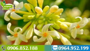 tri-ho-voi-hoa-du-du-duc-ngam-mat-ong