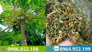 hoa-du-du-duc-chua-benh-gi-thuc-hu-chua-ung-thu-nhu-loi-don