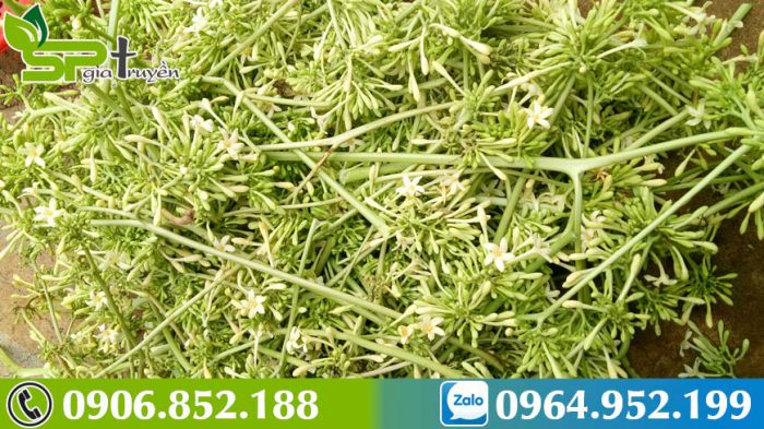 hoa-du-du-duc-chua-benh-gi-thuc-hu-chua-ung-thu-nhu-loi-don