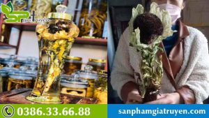 hoa-sen-cuc-hiem-cua-tay-tang-7-nam-moi-no-mot-lan-thien-son-tuyet-lien