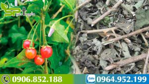 hy-vong-moi-cho-benh-nhan-viem-gan-xo-gan-ca-gai-leo