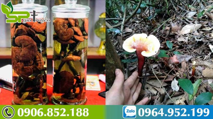 ky-dieu-thao-duoc-chua-benh-cuu-nguoi-nam-lim-xanh