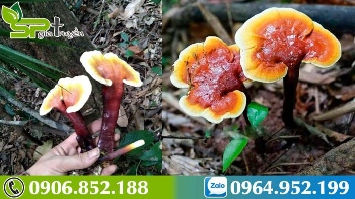 ky-dieu-thao-duoc-chua-benh-cuu-nguoi-nam-lim-xanh