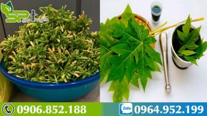 la-hoa-du-du-duc-va-hoa-co-chua-duoc-ung-thu