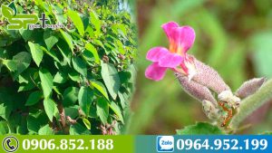 loi-don-cay-an-xoa-tri-benh-gan-co-dung-khong