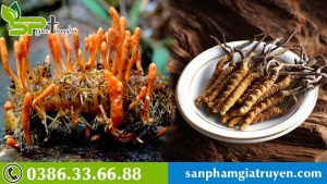 loi-ich-ky-dieu-cua-dong-trung-ha-thao