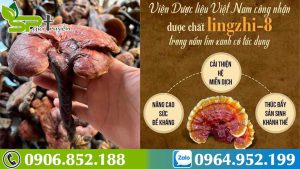 nam-lim-xanh-bao-nhieu-tien-1-kg-dau-la-that-dau-la-gia