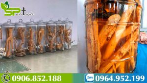 ngam-ruou-xao-tam-phan-tai-nha-cay-thuoc-tri-ung-thu