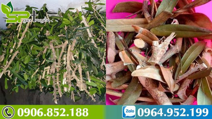 ngam-ruou-xao-tam-phan-tai-nha-cay-thuoc-tri-ung-thu