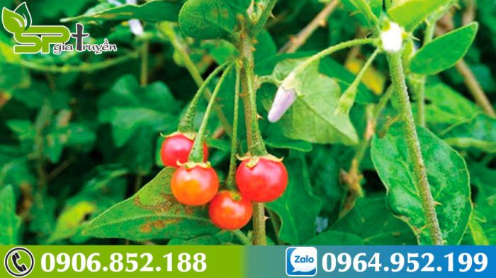 phan-biet-ca-gai-leo-va-ca-gai-dai-loai-nao-chua-benh