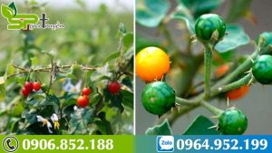 phan-biet-ca-gai-leo-va-ca-gai-dai-loai-nao-chua-benh