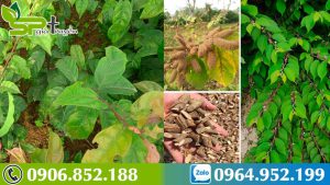 su-ket-hop-giua-xa-den-va-an-xoa-tri-benh-ung-thu-gan