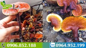 thuoc-ung-thu-gia-loi-don-thuc-hu-ve-tac-dung-cua-nam-lim-xanh