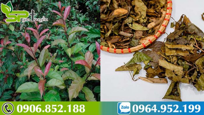 uong-xa-den-co-tac-dung-gi-cach-dung-xa-den-dung-cach