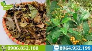 uong-xa-den-co-tac-dung-gi-cach-dung-xa-den-dung-cach