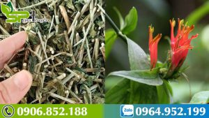 vua-la-cay-canh-vua-la-bai-thuoc-quy-bim-bip-xuong-khi