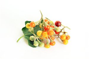 mua-he-dang-den-gan-ban-da-mua-ca-gai-leo