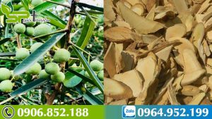 ho-tro-dieu-tri-ung-thu-voi-cay-xao-tam-phan-khanh-hoa