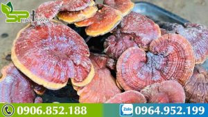 Các loại nấm có lợi cho sức khỏe