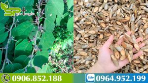 thanh-loc-co-the-thanh-loc-gan-voi-cay-an-xoa-3