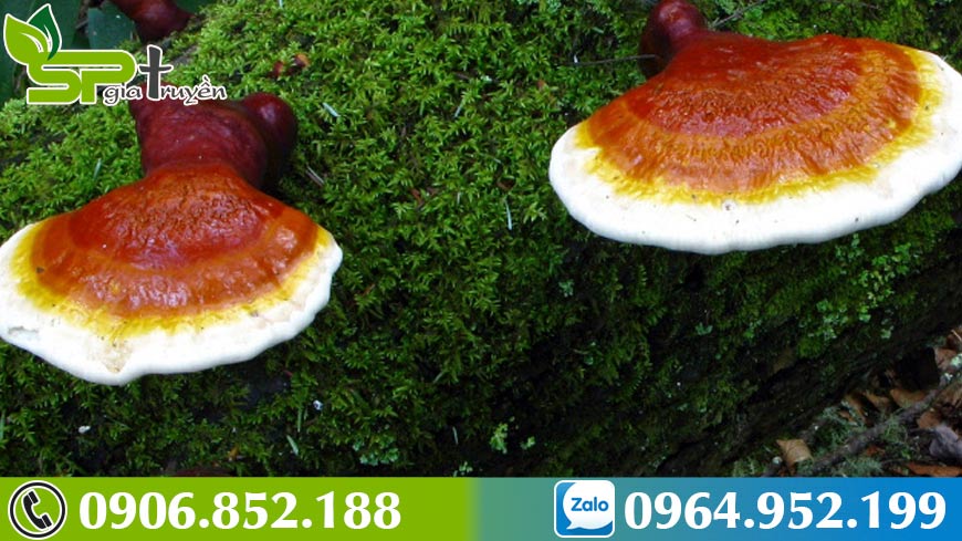 uong-nam-lim-xanh-nhieu-co-tot-khong