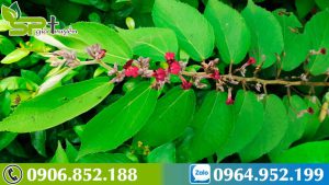 nhung-cach-phong-ngua-benh-xo-gan