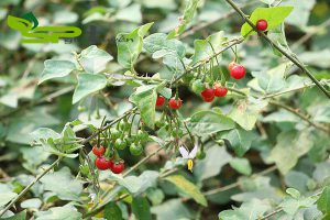 ho-tro-cac-benh-ve-gan-voi-cac-cay-thuoc-sau