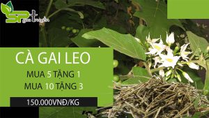 thanh-nhiet-giai-doc-voi-san-day