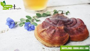 gia-ban-va-dia-chi-mua-nam-lim-xanh-uy-tin-tai-tp-hcm