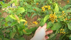 cac-loai-thuc-pham-ngan-ngua-benh-ung-thu